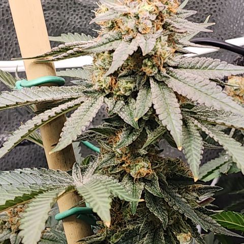 THC Bomb growlog timeline photo