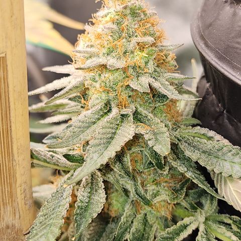 THC Bomb growlog timeline photo