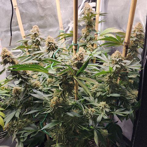 THC Bomb growlog timeline photo