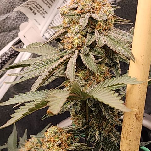 THC Bomb growlog timeline photo
