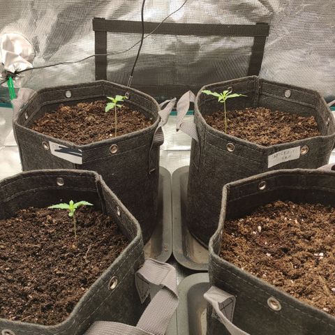Zkittlez OG Auto growlog timeline photo