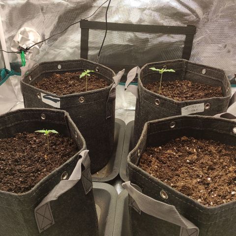 Zkittlez OG Auto growlog timeline photo