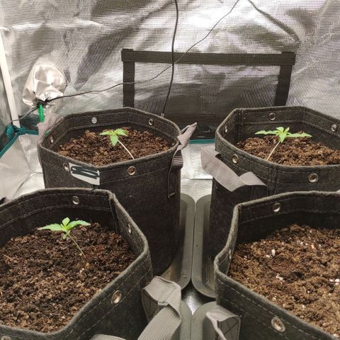 Zkittlez OG Auto growlog timeline photo
