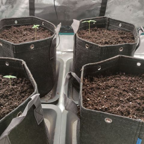 Zkittlez OG Auto growlog timeline photo