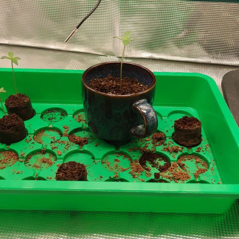 Zkittlez OG Auto growlog timeline photo