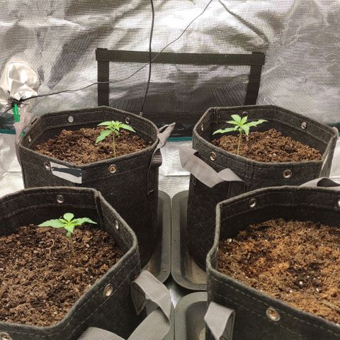 Zkittlez OG Auto growlog timeline photo