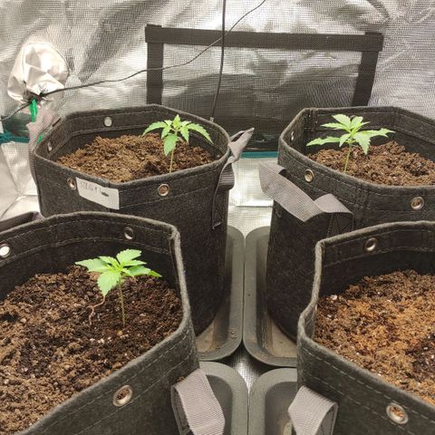 Zkittlez OG Auto growlog timeline photo