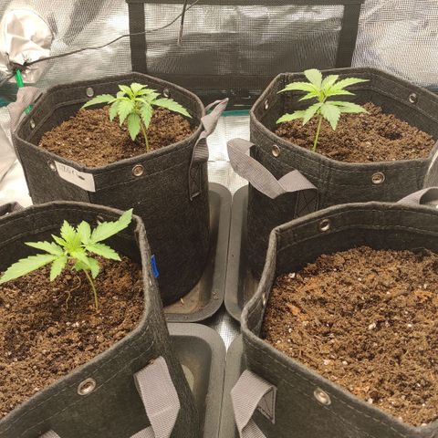 Zkittlez OG Auto growlog photo: 8 pm