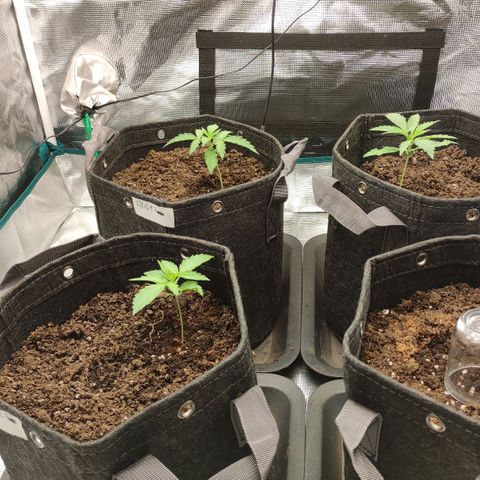 Zkittlez OG Auto growlog timeline photo