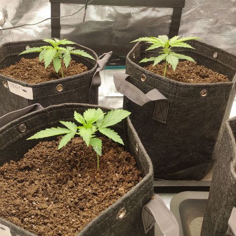 Zkittlez OG Auto growlog timeline photo