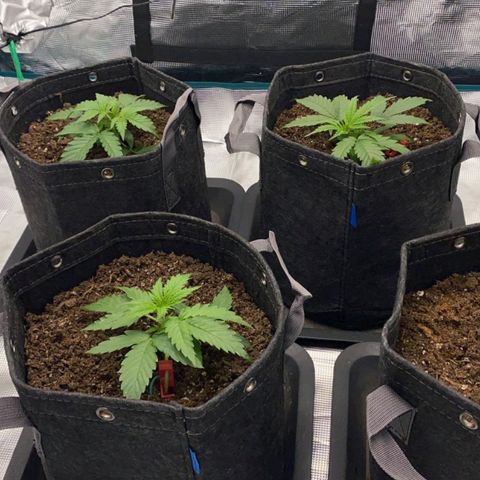 Zkittlez OG Auto growlog timeline photo