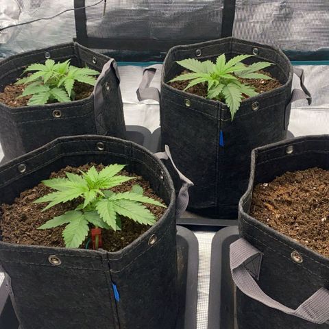 Zkittlez OG Auto growlog timeline photo