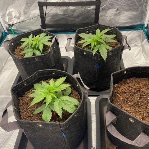 Zkittlez OG Auto growlog timeline photo