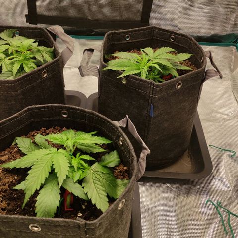 Zkittlez OG Auto growlog timeline photo