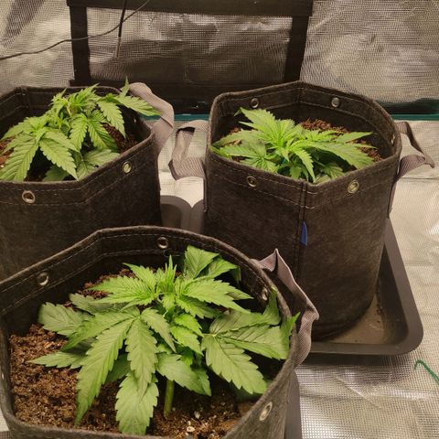 Zkittlez OG Auto growlog timeline photo
