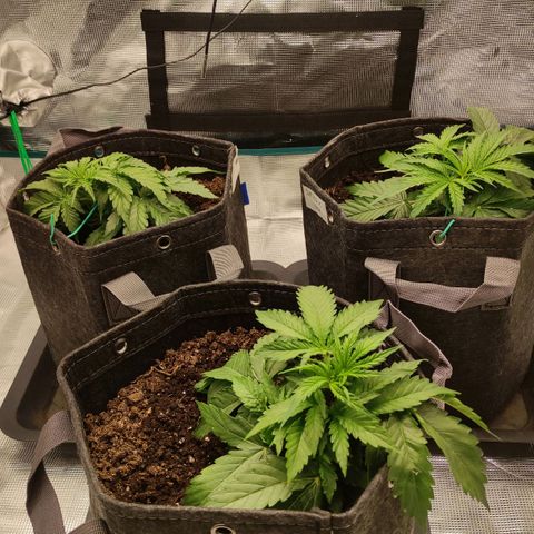 Zkittlez OG Auto growlog timeline photo