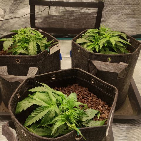 Zkittlez OG Auto growlog timeline photo