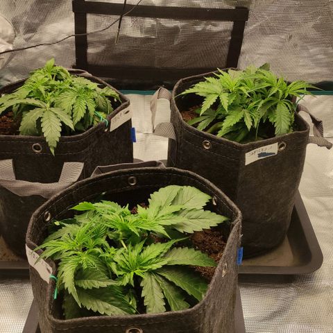 Zkittlez OG Auto growlog timeline photo