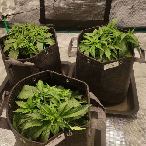 Zkittlez OG Auto growlog timeline photo