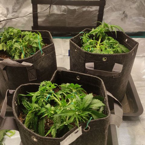 Zkittlez OG Auto growlog photo: First defoliation.
Top left looking kinda bad