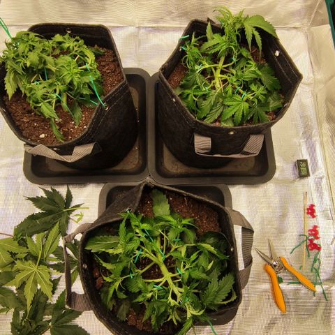 Zkittlez OG Auto growlog photo: First defoliation.
Top left looking kinda bad