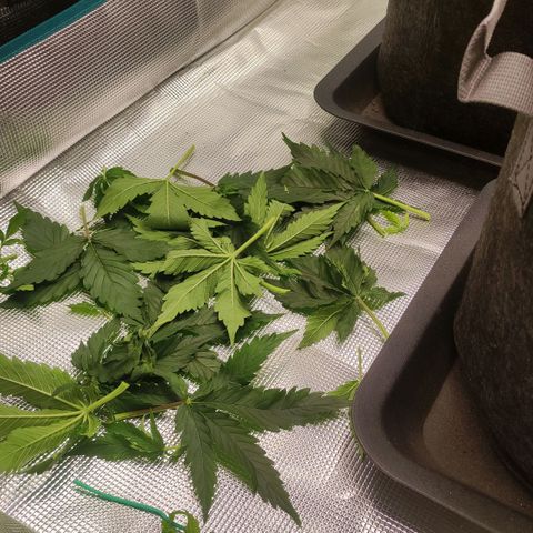 Zkittlez OG Auto growlog photo: First defoliation.
Top left looking kinda bad