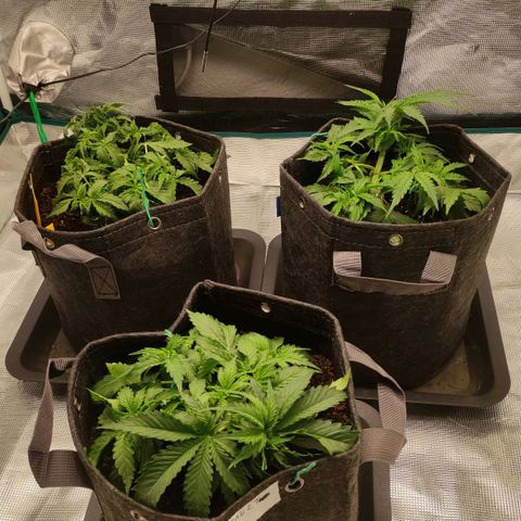 Zkittlez OG Auto growlog timeline photo