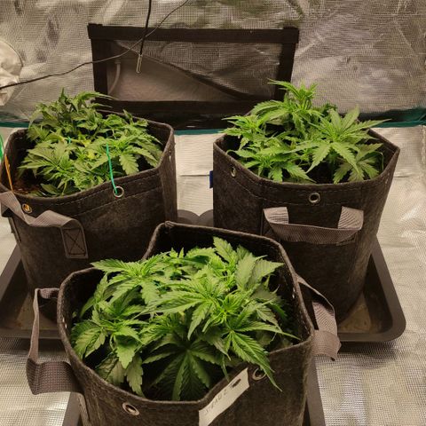 Zkittlez OG Auto growlog timeline photo