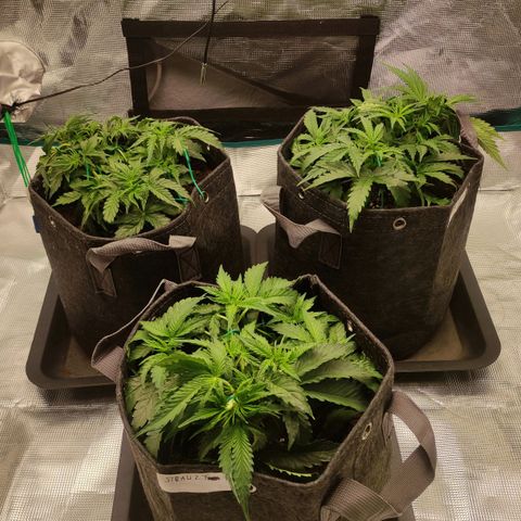 Zkittlez OG Auto growlog timeline photo