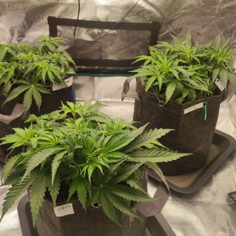 Zkittlez OG Auto growlog timeline photo