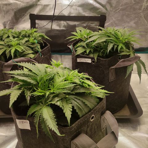 Zkittlez OG Auto growlog timeline photo