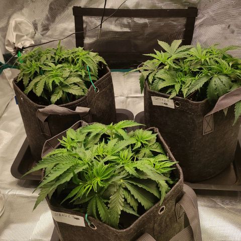 Zkittlez OG Auto growlog timeline photo