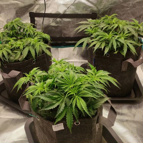 Zkittlez OG Auto growlog timeline photo