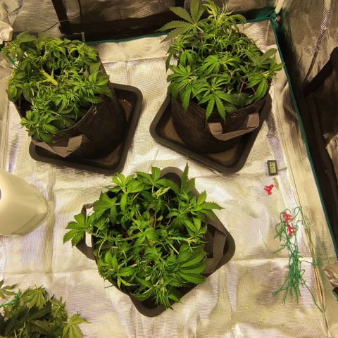 Zkittlez OG Auto growlog timeline photo