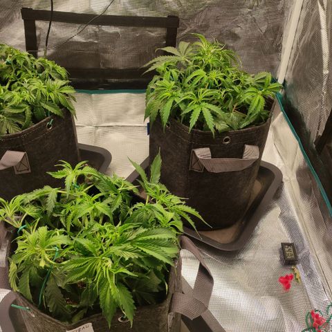 Zkittlez OG Auto growlog timeline photo