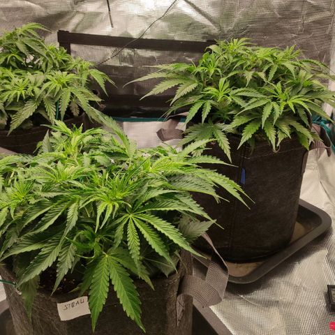Zkittlez OG Auto growlog timeline photo
