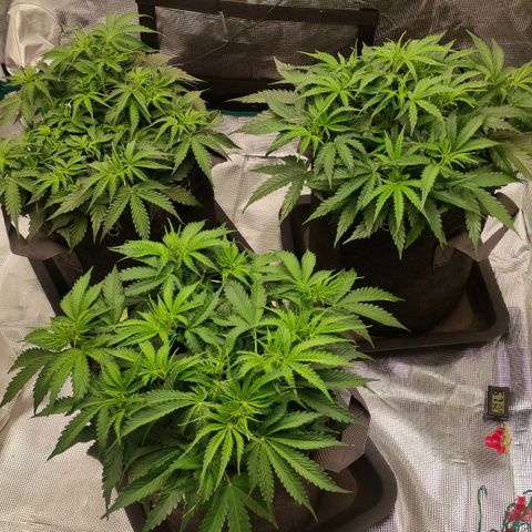 Zkittlez OG Auto growlog timeline photo