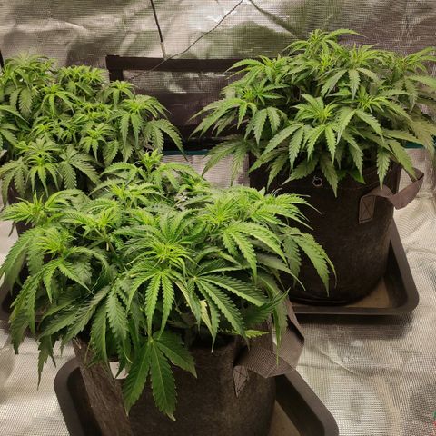 Zkittlez OG Auto growlog timeline photo