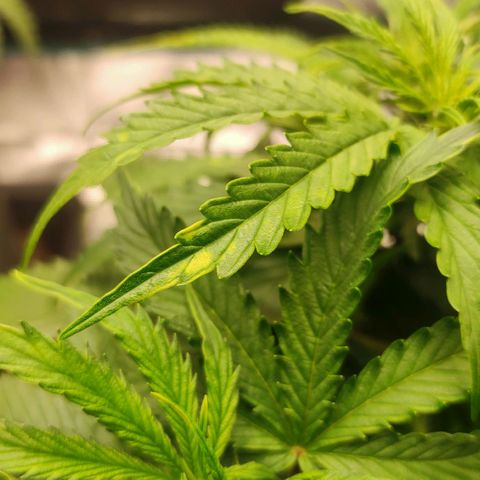 Zkittlez OG Auto growlog timeline photo