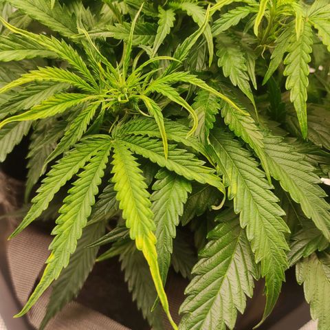 Zkittlez OG Auto growlog timeline photo