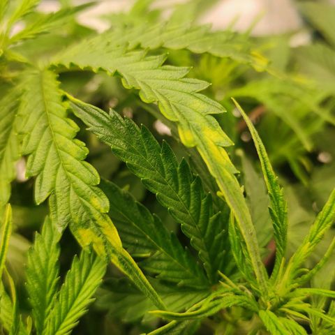 Zkittlez OG Auto growlog timeline photo
