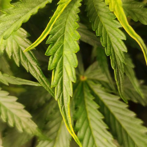 Zkittlez OG Auto growlog timeline photo