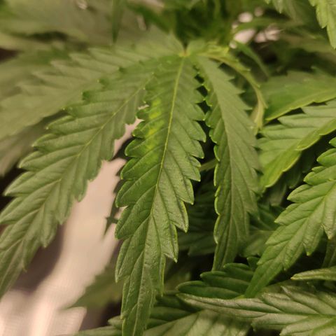 Zkittlez OG Auto growlog timeline photo