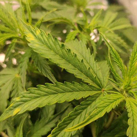 Zkittlez OG Auto growlog timeline photo