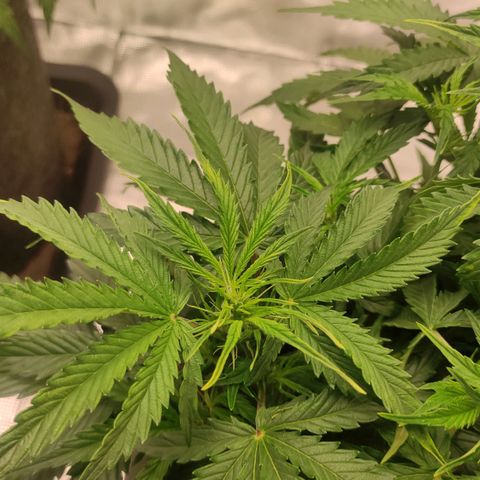 Zkittlez OG Auto growlog timeline photo
