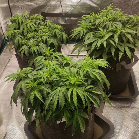 Zkittlez OG Auto growlog timeline photo