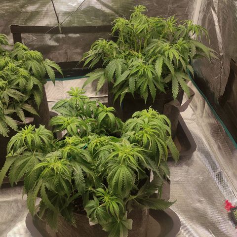 Zkittlez OG Auto growlog photo: Right after defoliation+watering