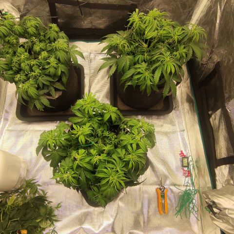 Zkittlez OG Auto growlog photo: Right after defoliation+watering