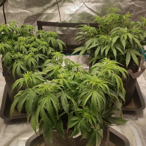 Zkittlez OG Auto growlog photo: 3 hours later