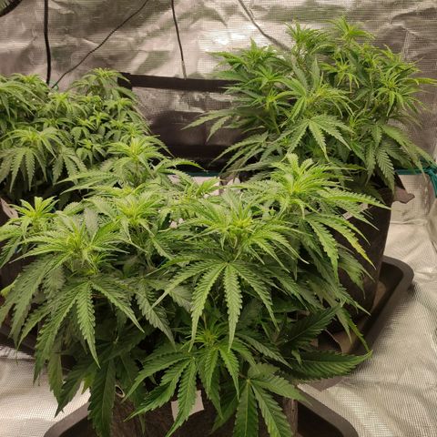 Zkittlez OG Auto growlog timeline photo